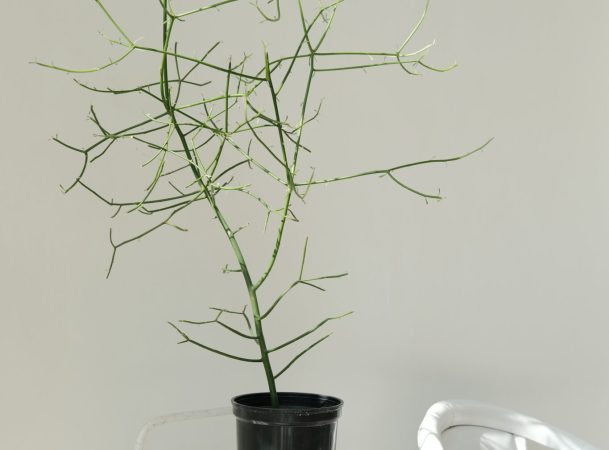 DSCF1072